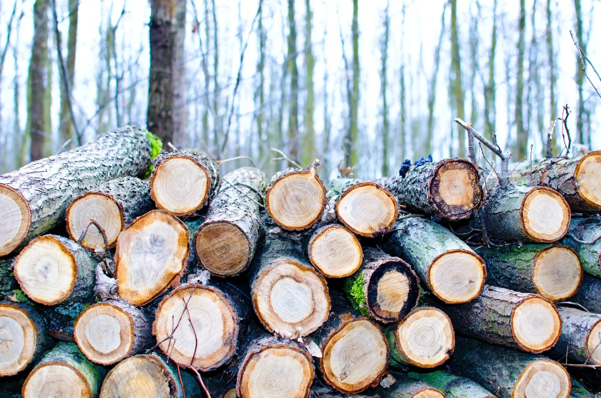Uppstaplat rundvirke – BDX Skog